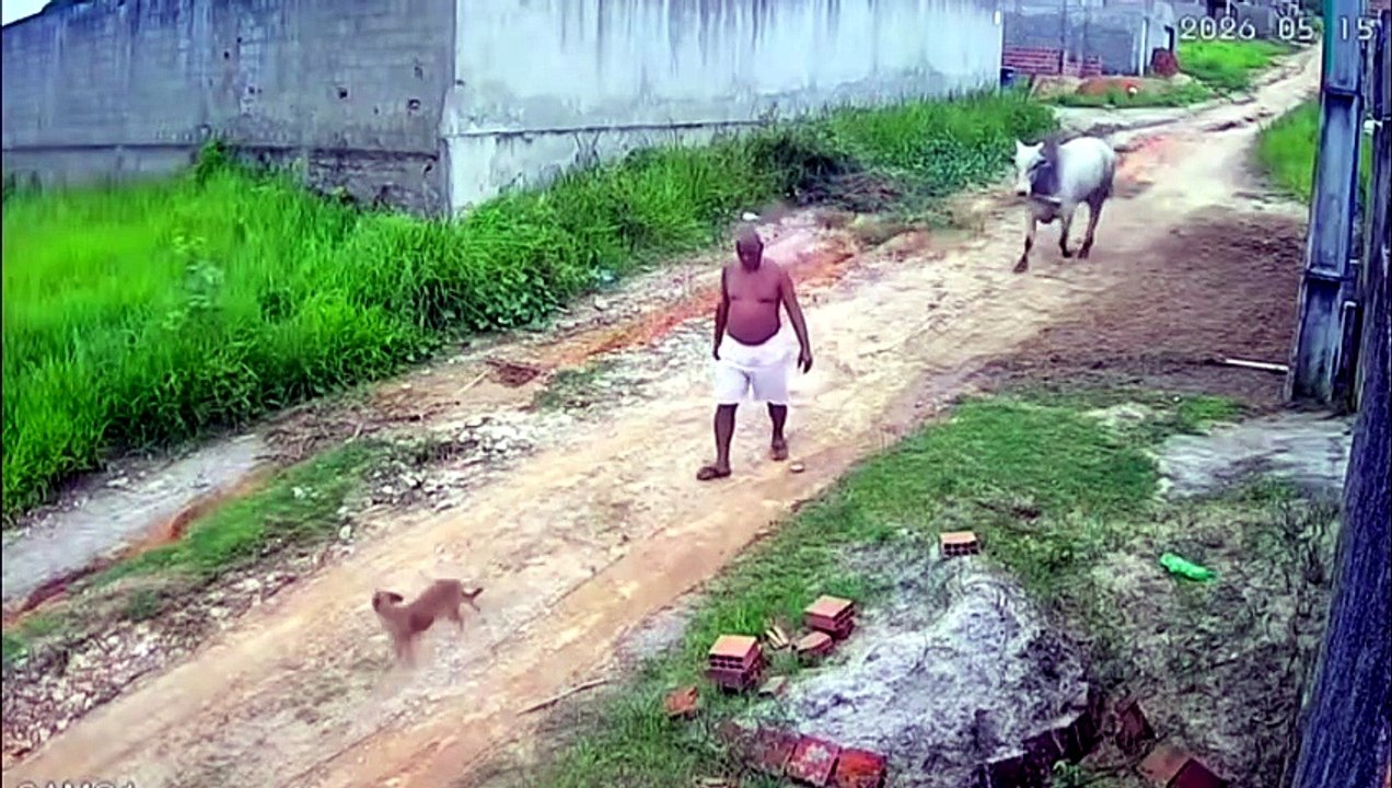 Câmera de segurança registra idoso sendo atingido por cabeçada de boi solto em Paudalho (PE)