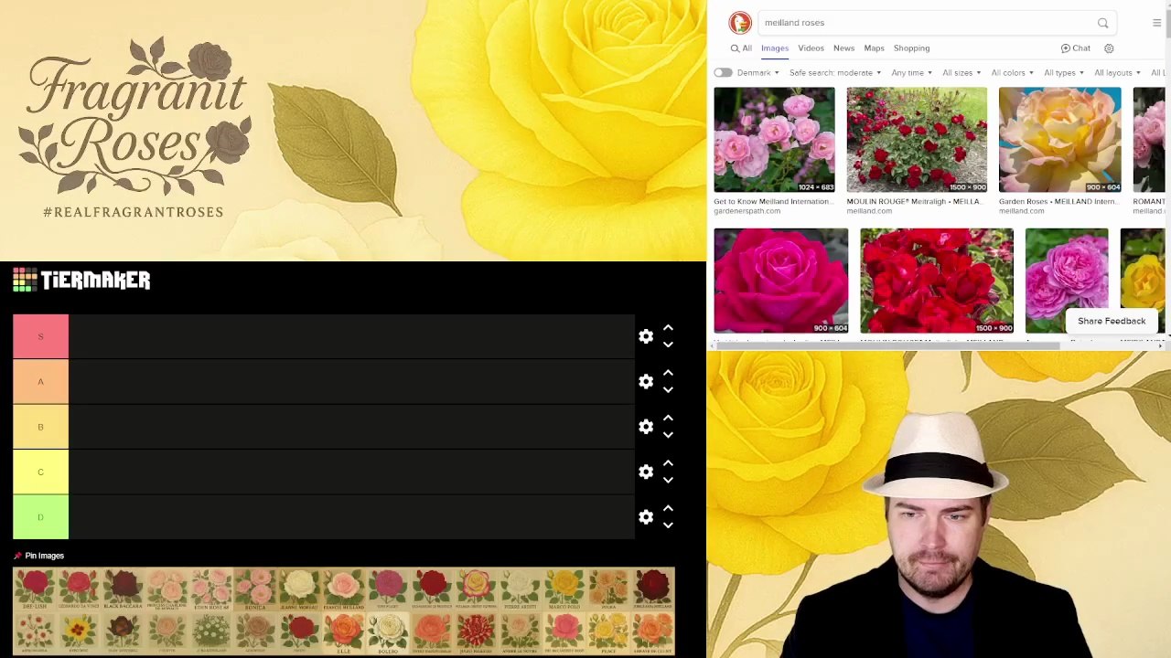 Top Meilland Roses Ranked