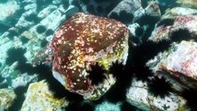 NSW government funds Aboriginal-led south coast sea urchin enterprise with $1.48m grant