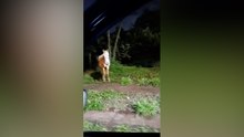 Moradores denunciam situação de maus-tratos contra cavalo no Bairro Morumbi