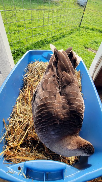 Tooey decided to practice her nesting in the wheelbarrow. | #SparklegleamFarm #Tooey #farm #Lemongrab #geese #farmanimals #UNACCEPTABLE #cute