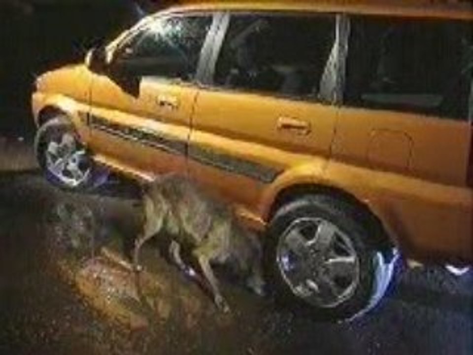 Cars & bikes & crashes & stuff - funny videos car pisses o