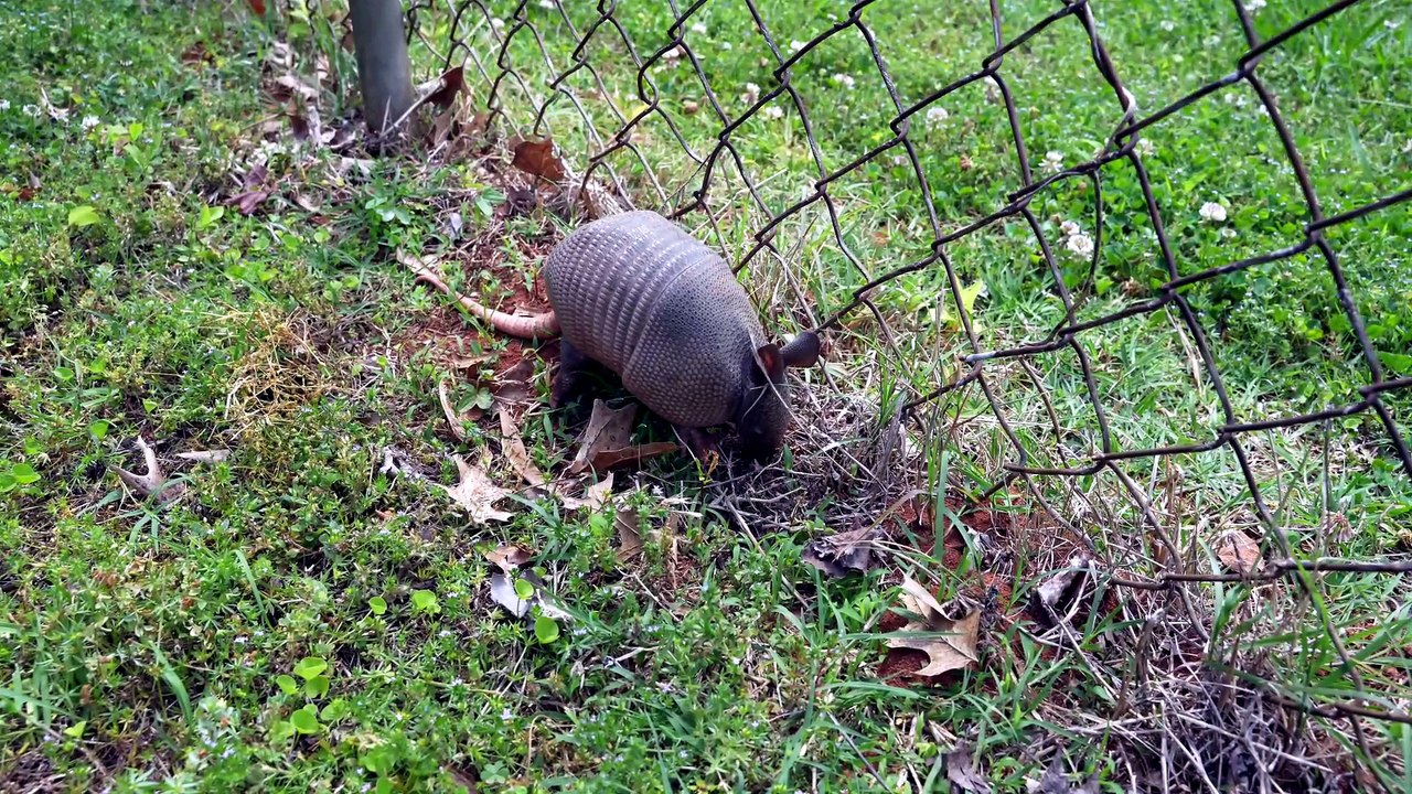 Had a baby armadillo visitor in the backyard today.