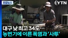 "대구 낮 최고 34도"...농번기 때 이른 폭염 '사투' / YTN