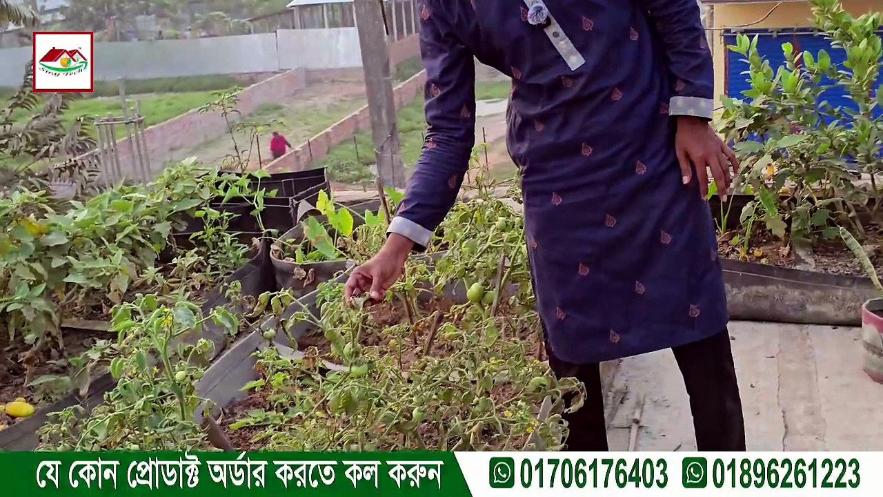 টমেটো গাছের যেকোনো সমস্যা অর্গানিকভাবে কীভাবে সমাধান করবেন? 🍅🌱 | Organic Tomato Care Guid