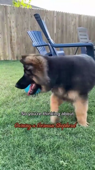 Funny German shepherd dog 💕🐾🐶🤣🤣🤣🤣🤣
