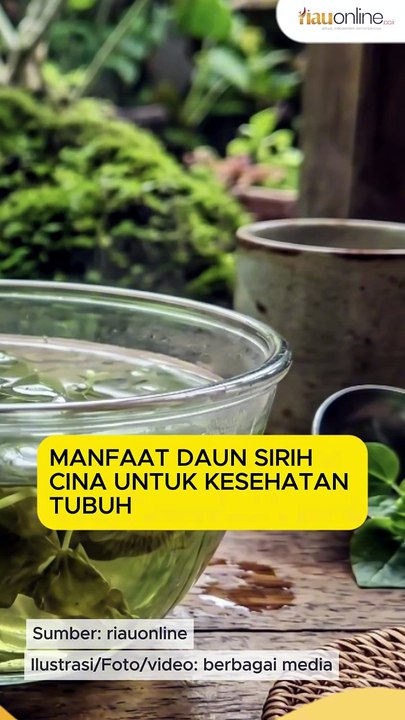 Manfaat Daun Sirih Cina untuk Kesehatan Tubuh