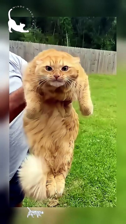Operation: Orange Cat 🍊
