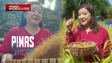 Kara David, sinubukan din ang pag-aani ng millet o 'dawa'! | Pinas Sarap