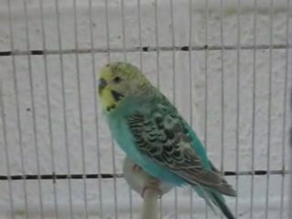 Peruchemalebleutetejaune1