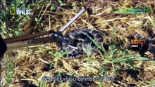 World's Worst Venom