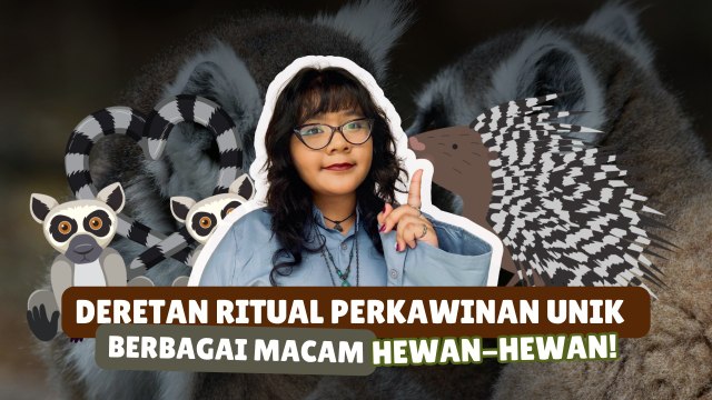 ​Tak Selalu Romantis, Ritual Kawin Hewan Ini Ada yang Berbahaya dan Brutal-Serius Ini Hewan?