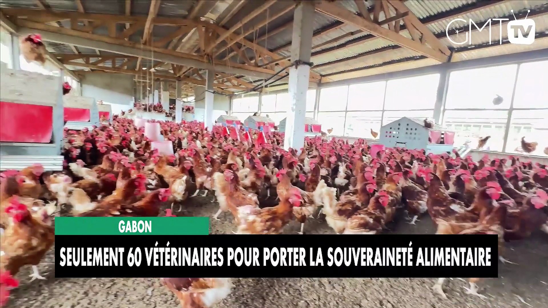[#Reportage] Gabon : seulement 60 vétérinaires pour porter la souveraineté alimentaire