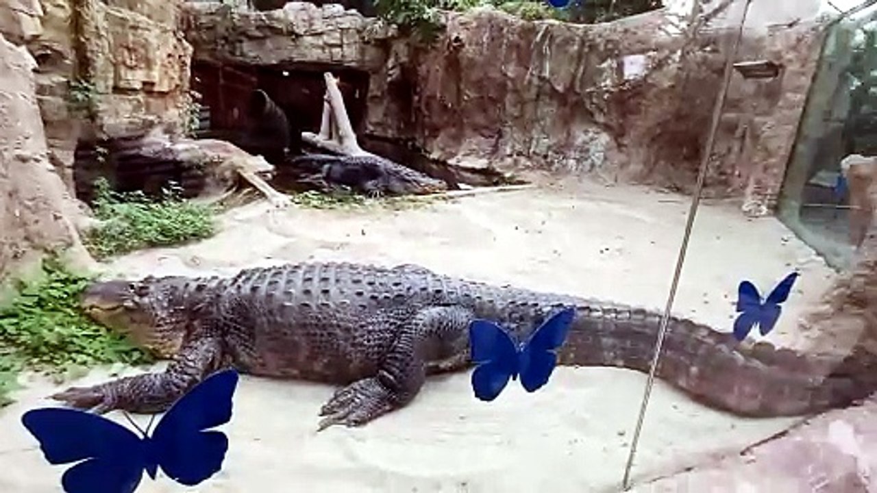 Crocodile (Typhaine)