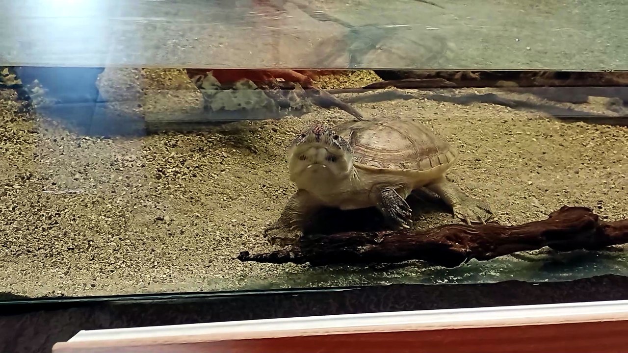 Tortue (Typhaine)