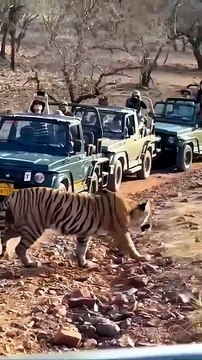 Wild Tiger Walks Past Safari Jeeps in Rare Wildlife Encounter