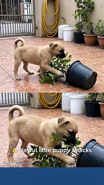 Mom said DON’T touch the plant… so the puppy chose violence.