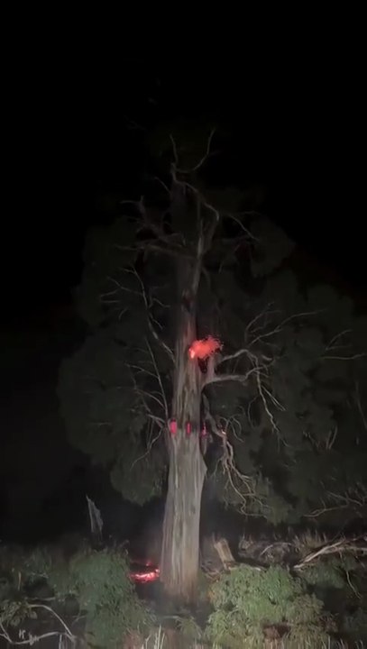 The Devil's Tree: Nature's Most Terrifying Phenomenon! 🌲😱