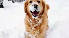 WHEN A GOLDEN RETRIEVER SEES SNOW… EVERYTHING ELSE DISAPPEARS