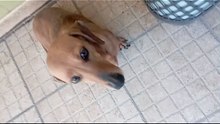 Animali.