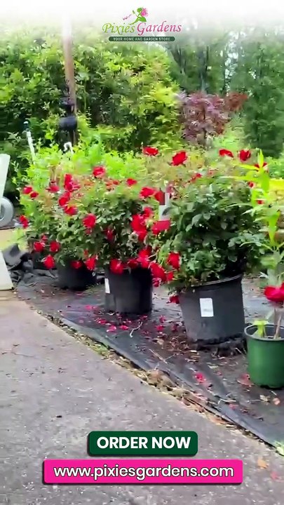 Shop Healthy Online Nursery Plants with Fast Plant Delivery