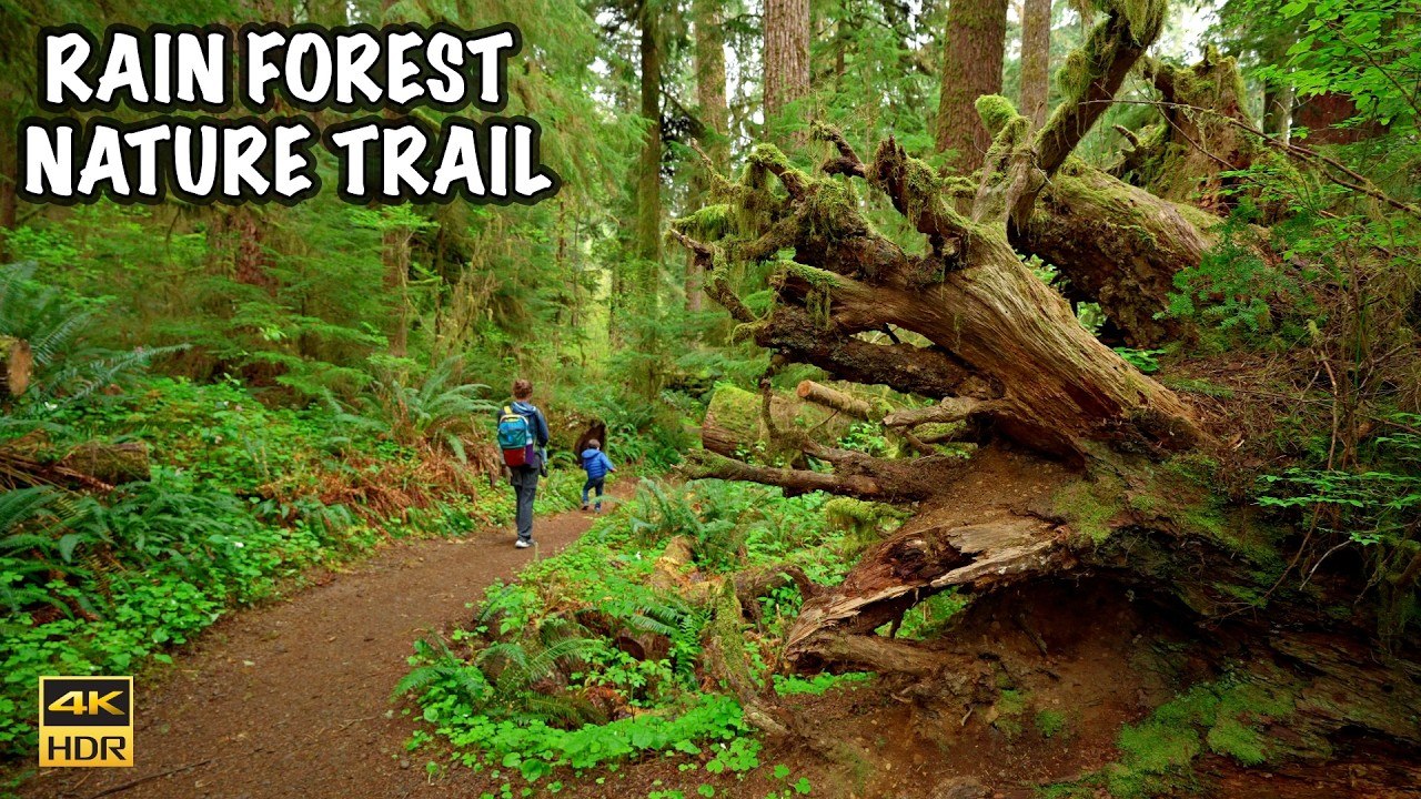 Rain Forest Nature Trail | Quinault Rain Forest...
