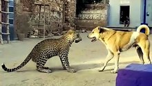 गाँव की गली में कुत्ते और तेंदुए के बच्चे की खतरनाक भिड़ंत | Real Fight Scene 😱