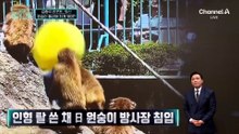 [김종석의 리포트]인형 탈 쓴 채…日 원숭이 방사장 침입