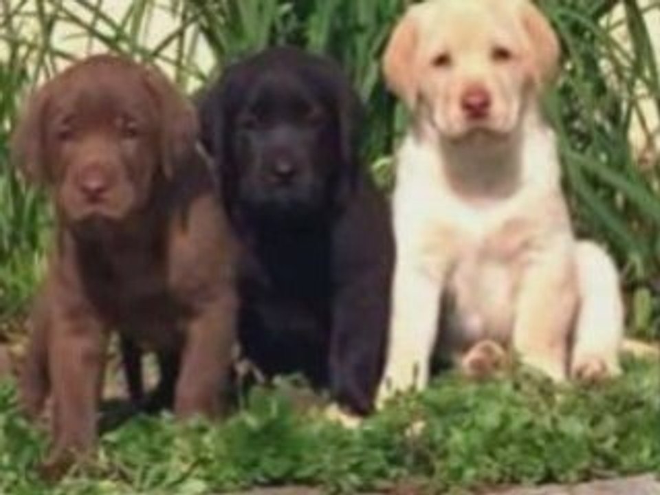 La suite mes petites Enfants