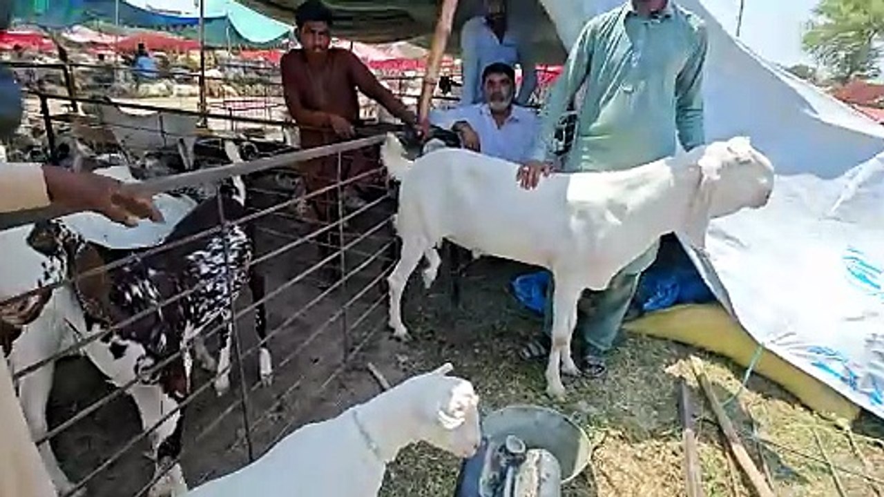 🔥 Manawan Bakra Mandi Lahore 2026 Live | 1 لاکھ سے 20 لاکھ تک کے بکرے 🐐 | Qurbani Market Update
