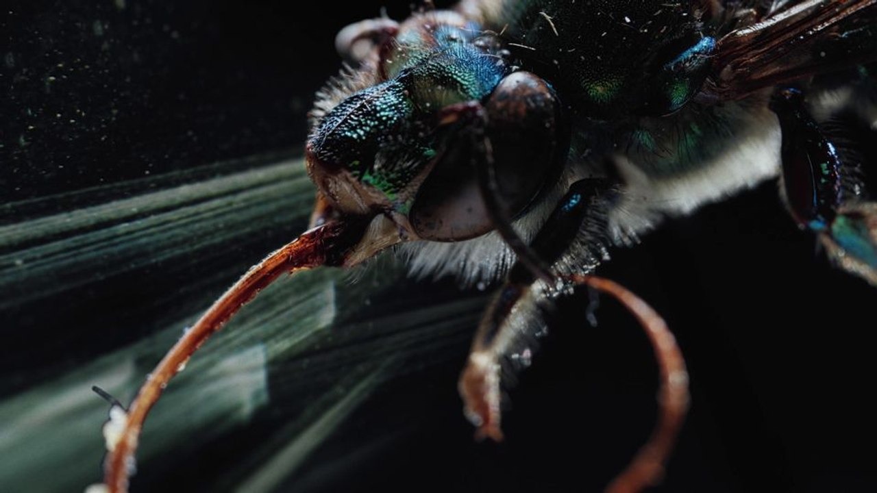 Insekten - Helden im Verborgenen Trailer DF