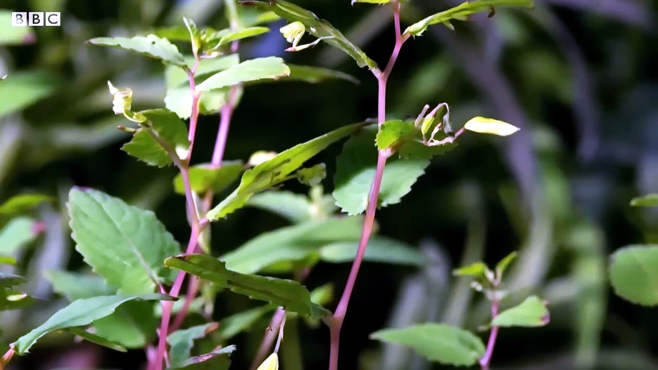 The Amazing World of Insects