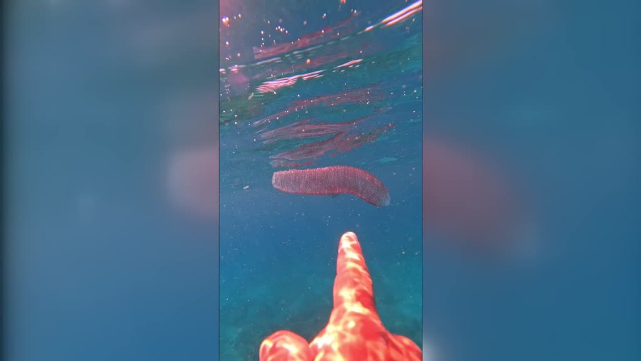 Diver Encounters Rare Diamondback Squid Egg Mass