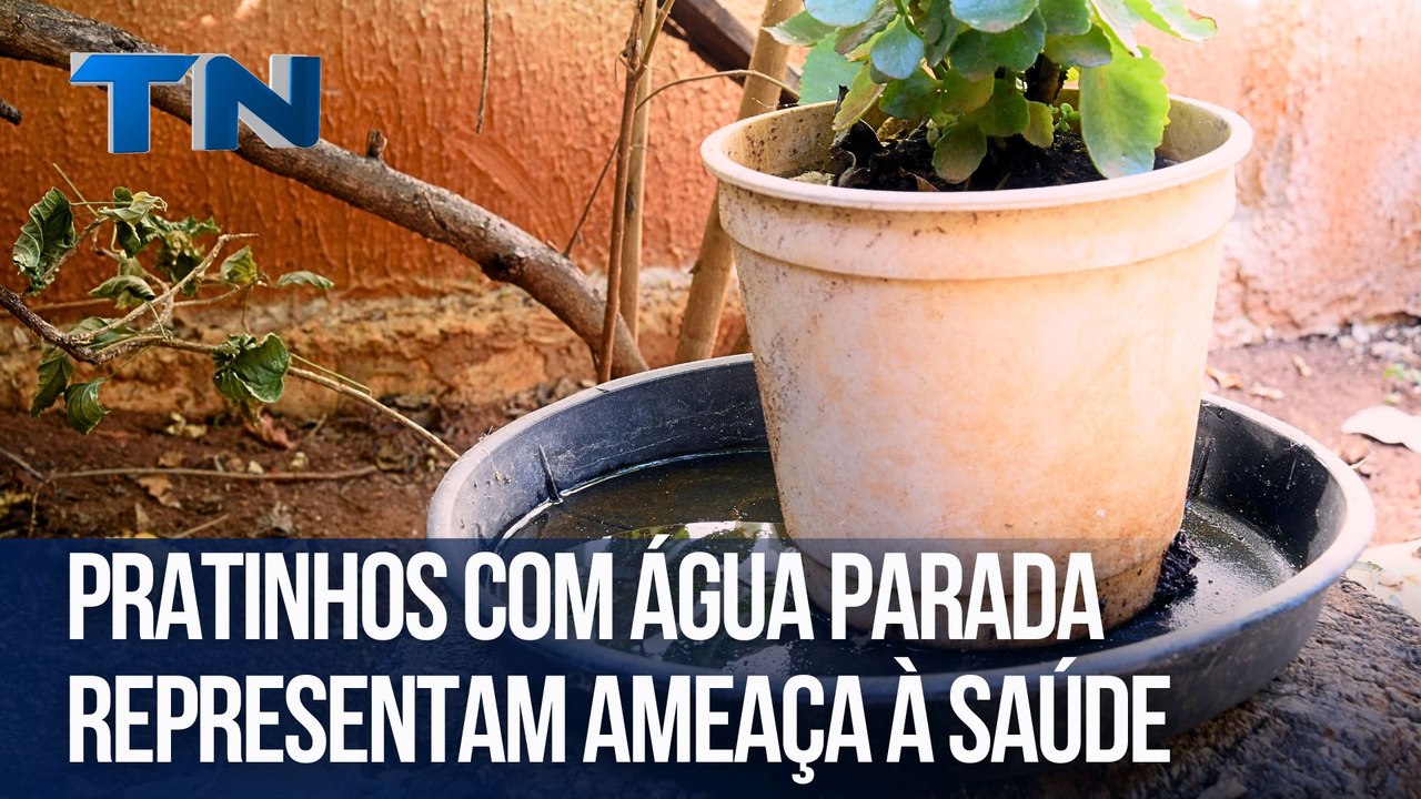 Pratinhos com água parada representam ameaça à saúde
