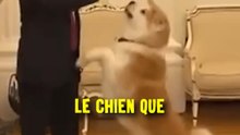 Vous préférez les chiens ou les chats ? Perso les 🐱 et de LOIN 🤓