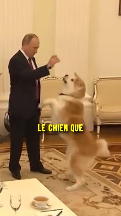 Vous préférez les chiens ou les chats ? Perso les 🐱 et de LOIN 🤓