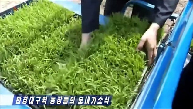 Notícias do transplante de arroz, atividades de agitação econômica