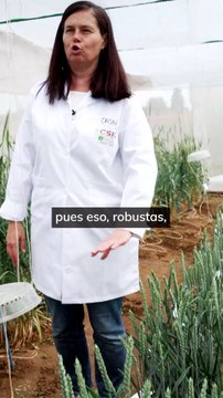 El mayor banco de semillas de España estudia las plantas del pasado para encontrar las del futuro