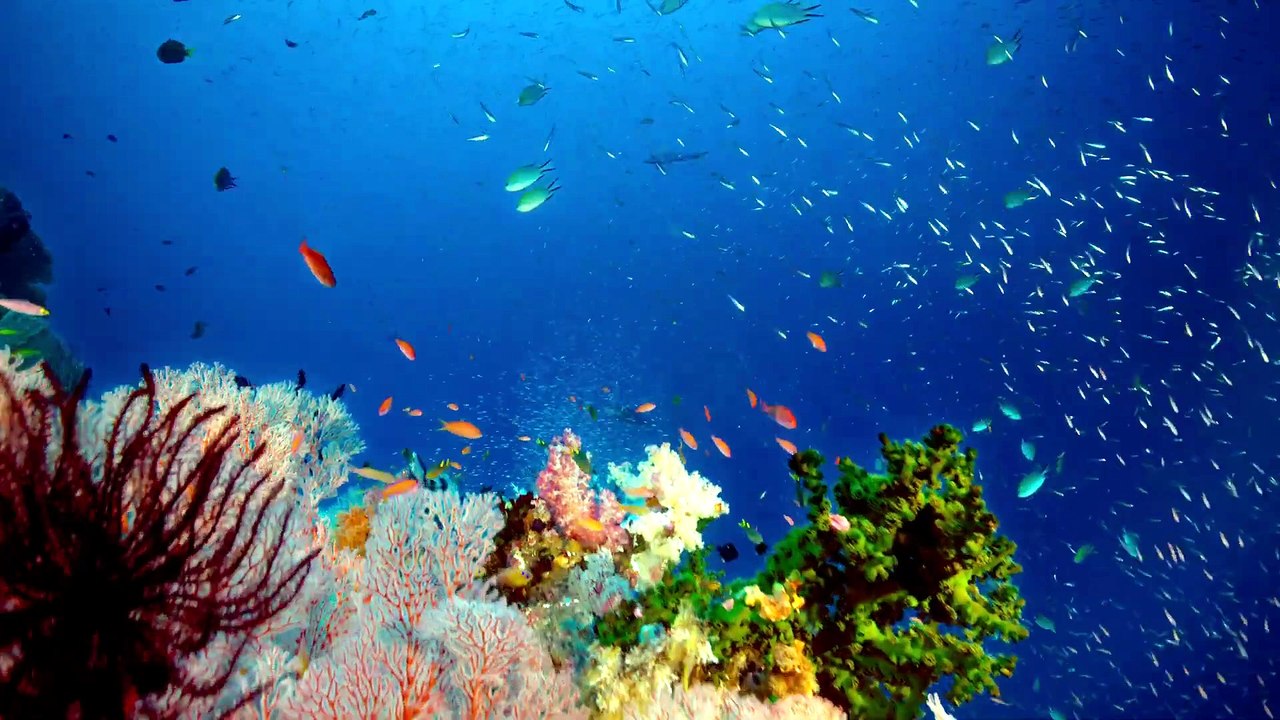 Ocean Dreams (2026)