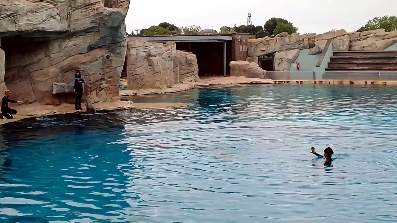 Dauphins 2 (Typhaine)
