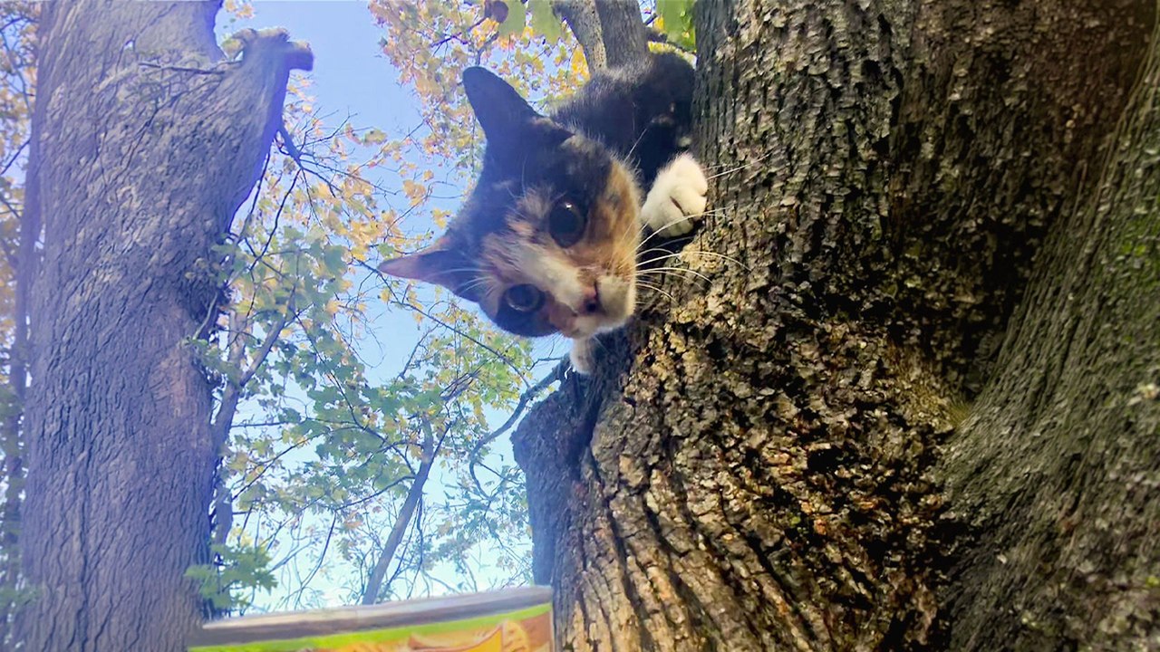 Man Climbs 30-Foot Tree To Save Cat