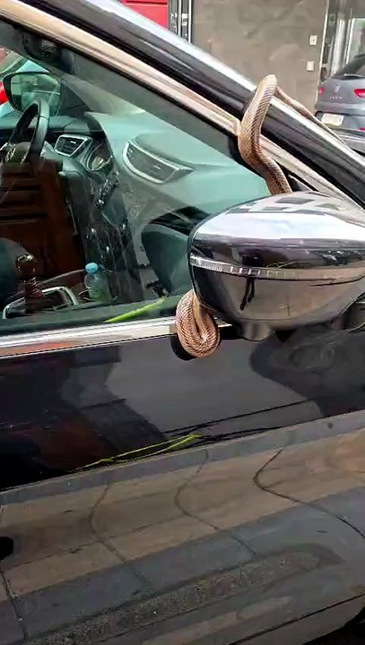 Una serpiente en Ramiro II