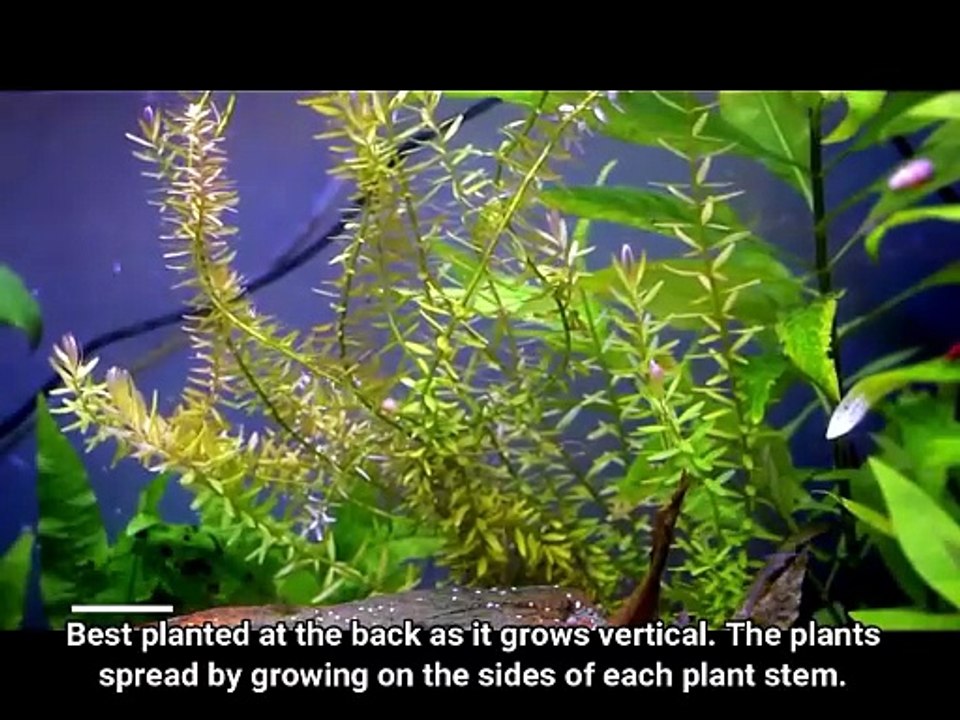Rotala Indica sp. Green - easy aquatic plant