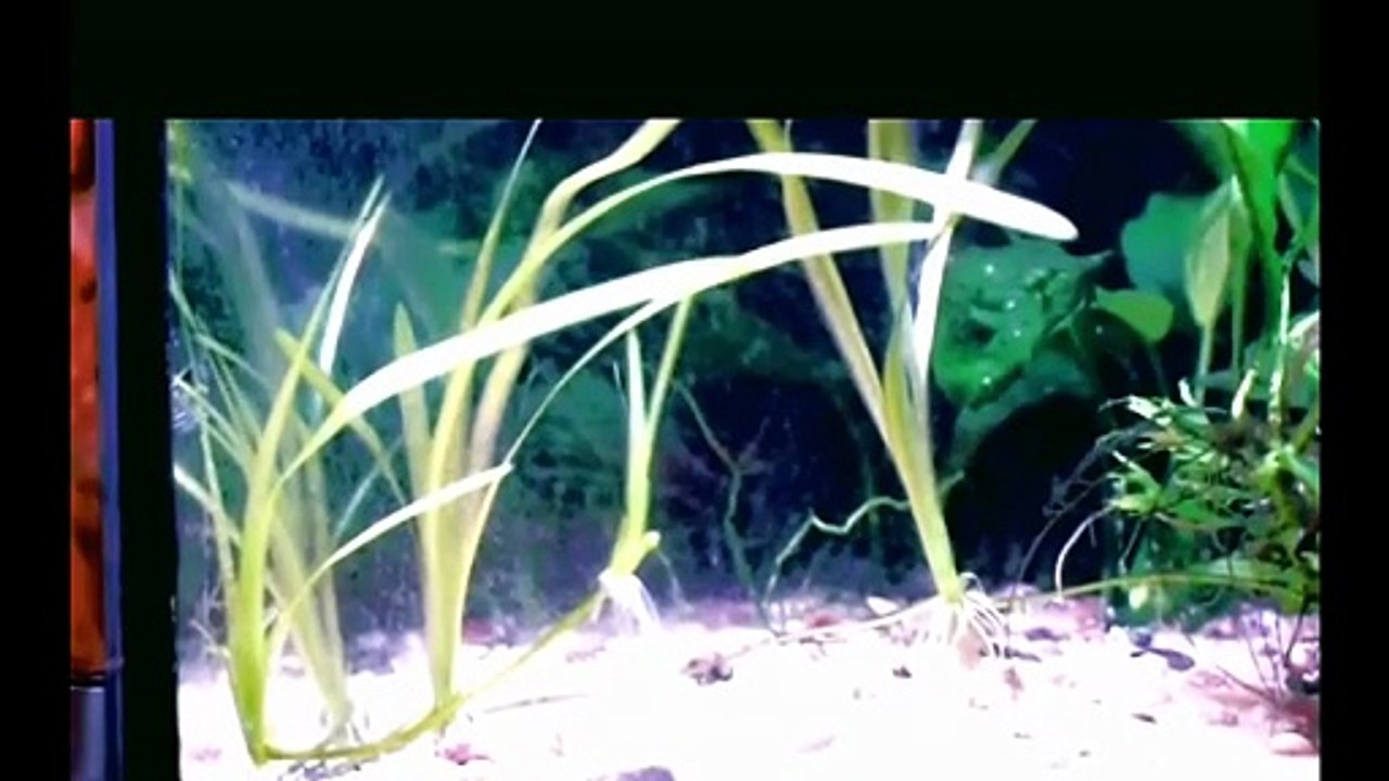 Vallisneria Americana easy aquarium plant