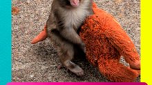 Intentan entrar a la jaula de Punch y desatan caos en zoológico de Japón 😱