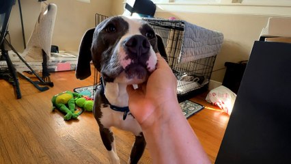 Terrified Pittie Finally Learns What Love Is All About