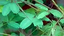 "Why You Should NEVER Poke This Plant"