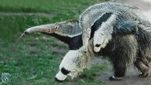 Oso hormiguero gigante: el coloso sin dientes que puede matar a jaguares, pumas y cazadores furtivos
