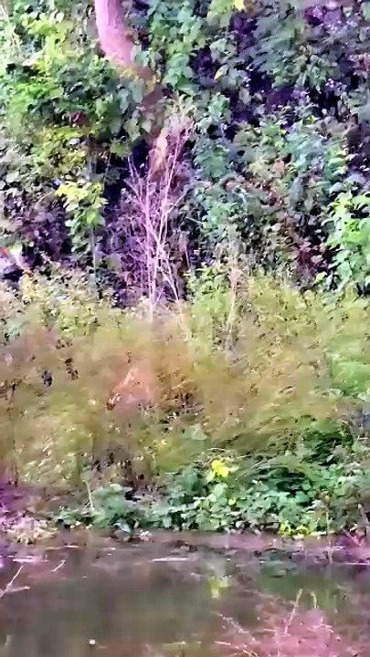 Incredible Wildlife Rescue: Brave Human Saves Cow From Deadly Forest Predator Attack