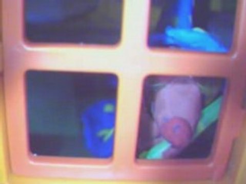 Pourquoi les zèbres ont-ils des rayures ? - Cycle 3